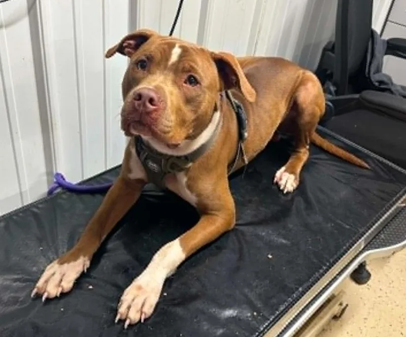 A young medium-sized male Tricolor (Brown, Black, & White) Pit Bull Terrier dog named Apollo for adoption in Waverly, OH