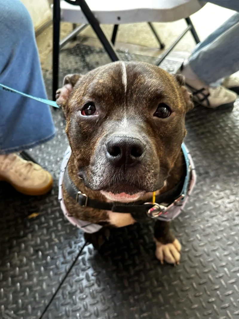An adult medium-sized male Brindle Mixed Breed dog named Waldo for adoption in Vassalboro, ME