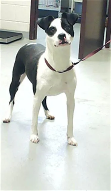 An adult medium-sized female Pit Bull Terrier dog named Marley for adoption in Fayetteville, NC
