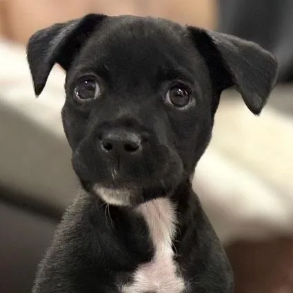 A baby large-sized female Labrador Retriever dog named Birdie for adoption in Concord, CA