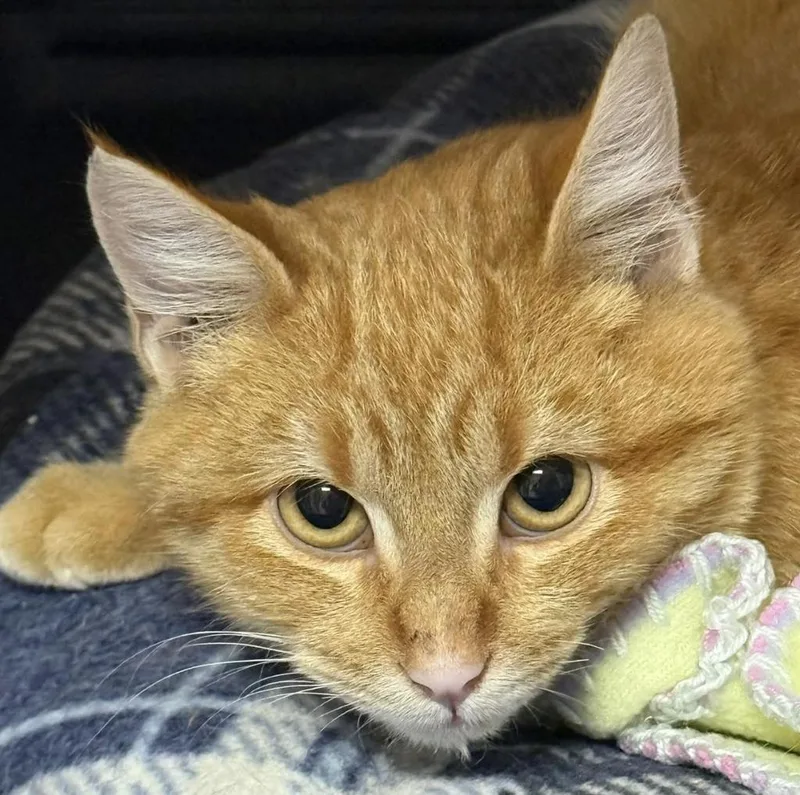 Oliver