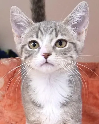 A baby small-sized female Domestic Short Hair cat named Jasmin for adoption in Fishers, IN