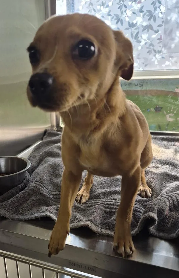 A young small-sized male Terrier dog named Pen Armando for adoption in Lawrenceville, GA