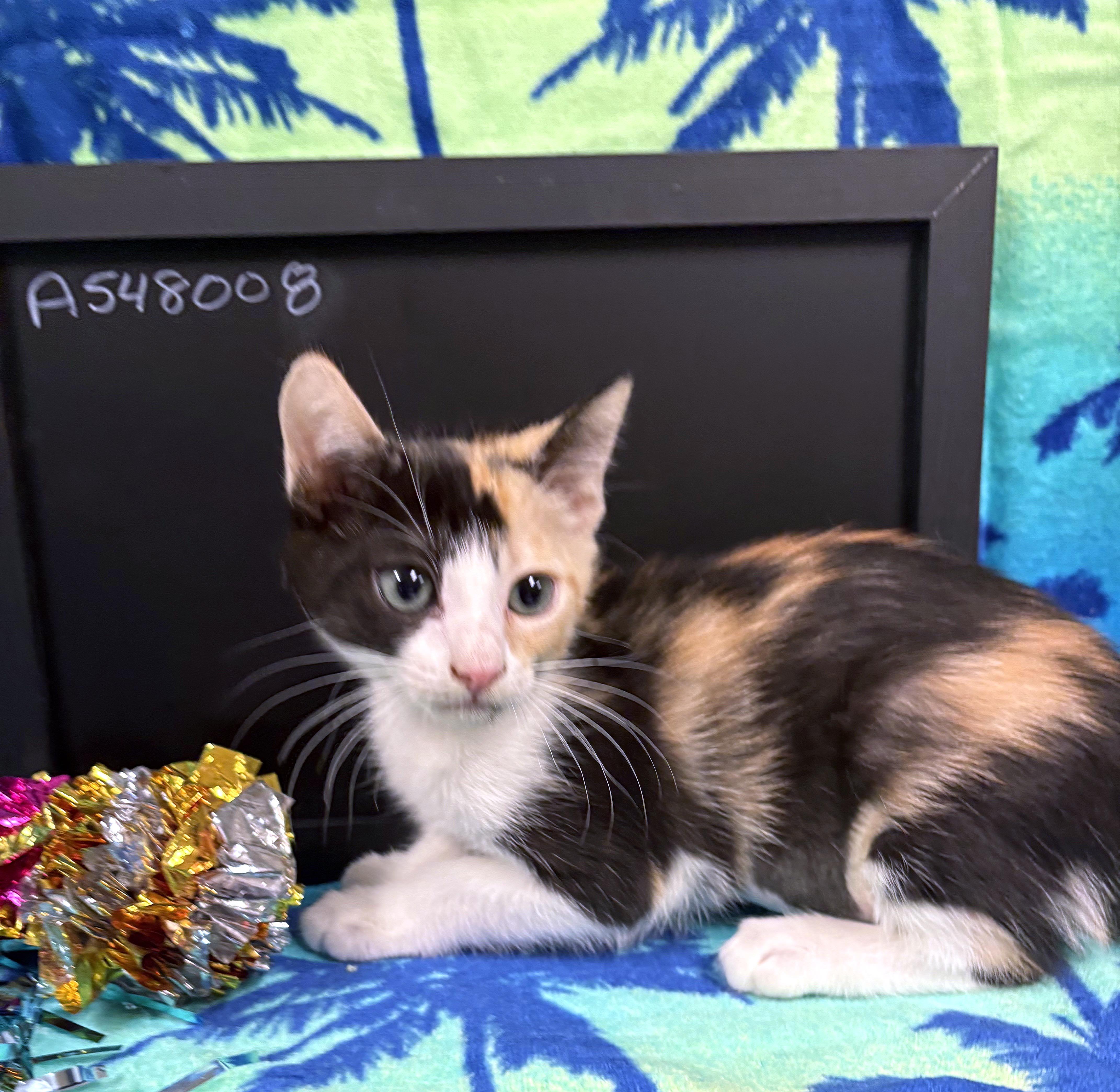A baby medium-sized female Calico Domestic Short Hair cat named Rumy for adoption in Lake Monroe, FL
