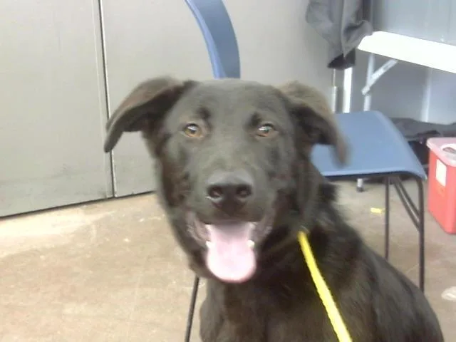 A young large-sized male Mixed Breed dog named Pluto for adoption in Dallas, TX