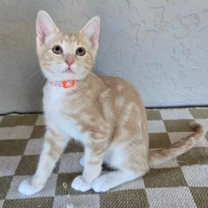 A baby medium-sized male Orange & White Domestic Short Hair cat named Big Red for adoption in Warr Acres, OK