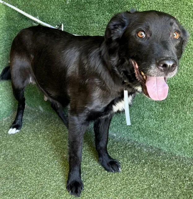 An adult large-sized female Labrador Retriever dog named Onyx for adoption in Lancaster, CA