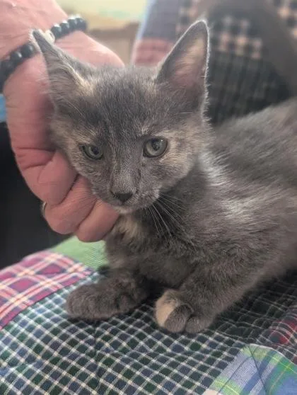 A baby medium-sized female Domestic Short Hair cat named Canvas for adoption in Divide, CO
