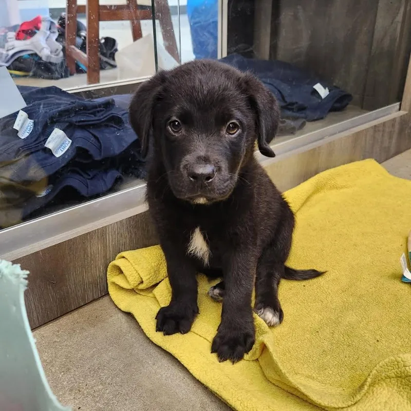 A baby medium-sized male Black Retriever dog named Gomez for adoption in New Rochelle, NY