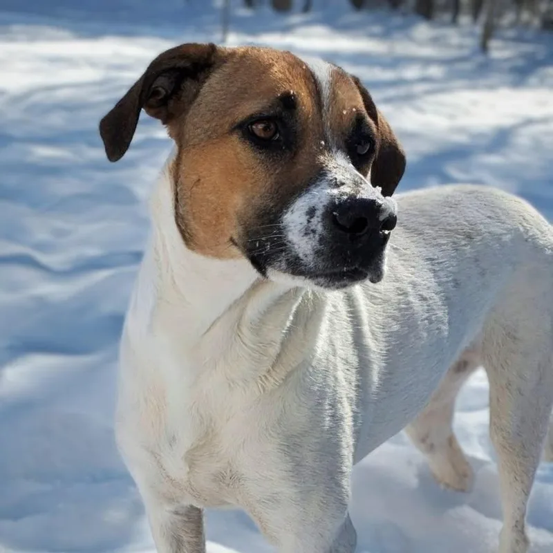 An adult medium-sized female White / Cream Hound dog named Trinity for adoption in Shelby, NC