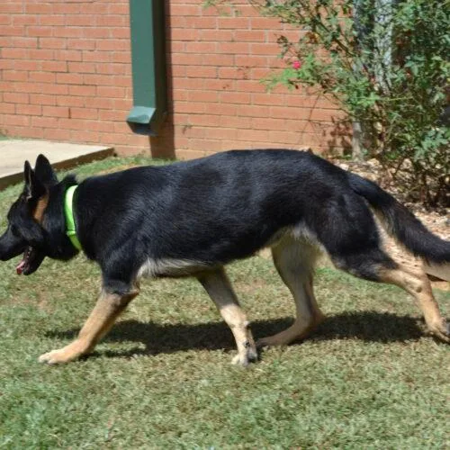 A baby large-sized male Black German Shepherd Dog dog named Thor for adoption in Jackson, LA