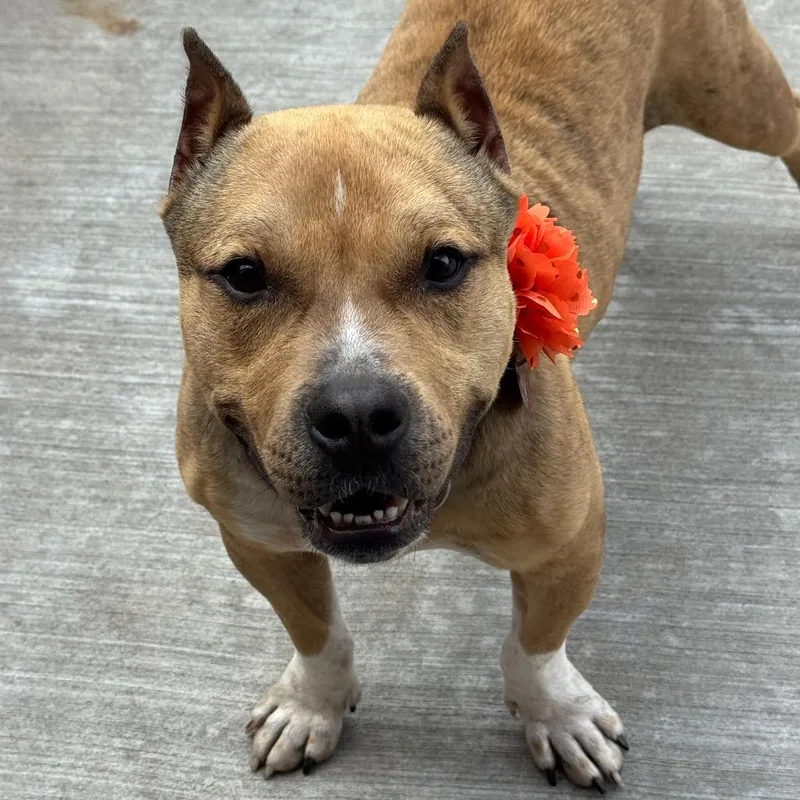 An adult medium-sized female Yellow / Tan / Blond / Fawn Pit Bull Terrier dog named Polly Pocket for adoption in Wheeling, IL