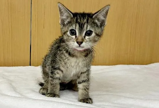 A baby small-sized male Domestic Short Hair cat named Fig for adoption in Saint Louis, MO