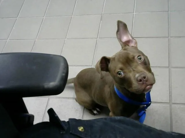 An adult small-sized female Pit Bull Terrier dog named Yolanda for adoption in Albuquerque, NM