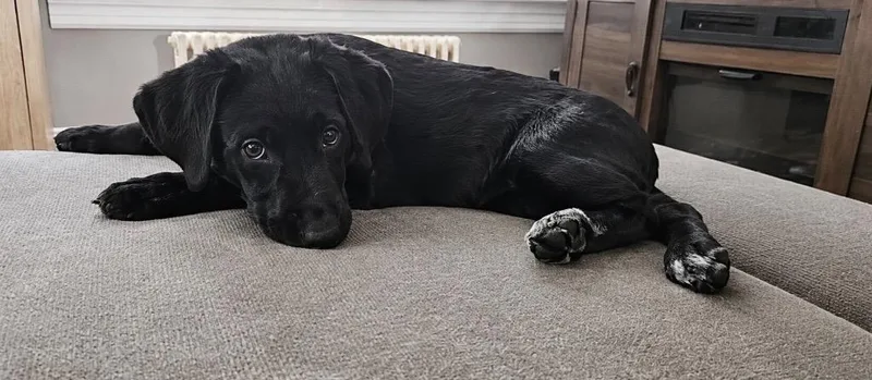 A baby large-sized female Labrador Retriever dog named Maisee Puddle for adoption in Princeton, MA