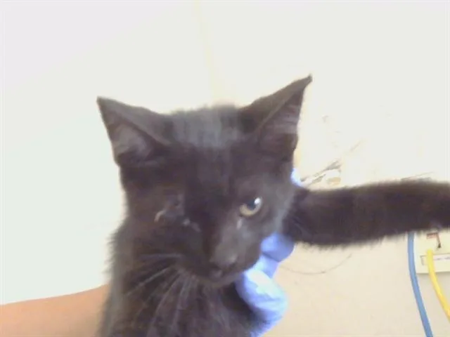A baby small-sized male Domestic Short Hair cat named Thompson for adoption in Sacramento, CA