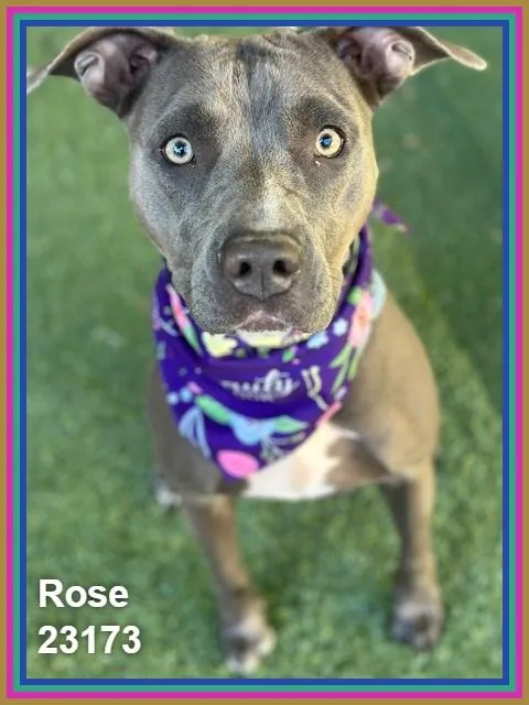 A young medium-sized female Gray / Blue / Silver Pit Bull Terrier dog named Rose for adoption in Marietta, GA