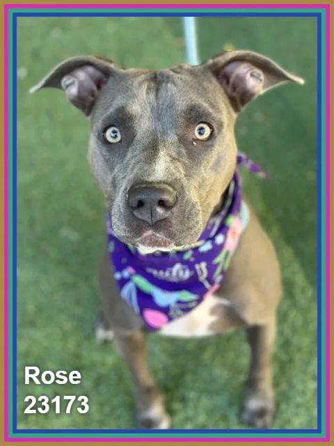 Rose thumbnail 2