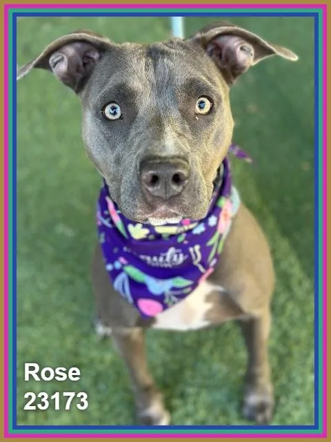 Rose thumbnail 3