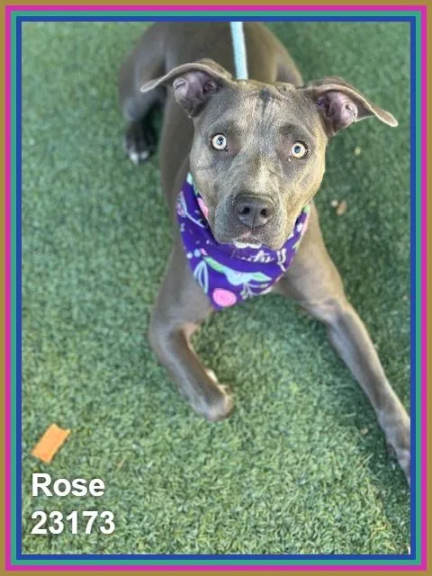 Rose thumbnail 5