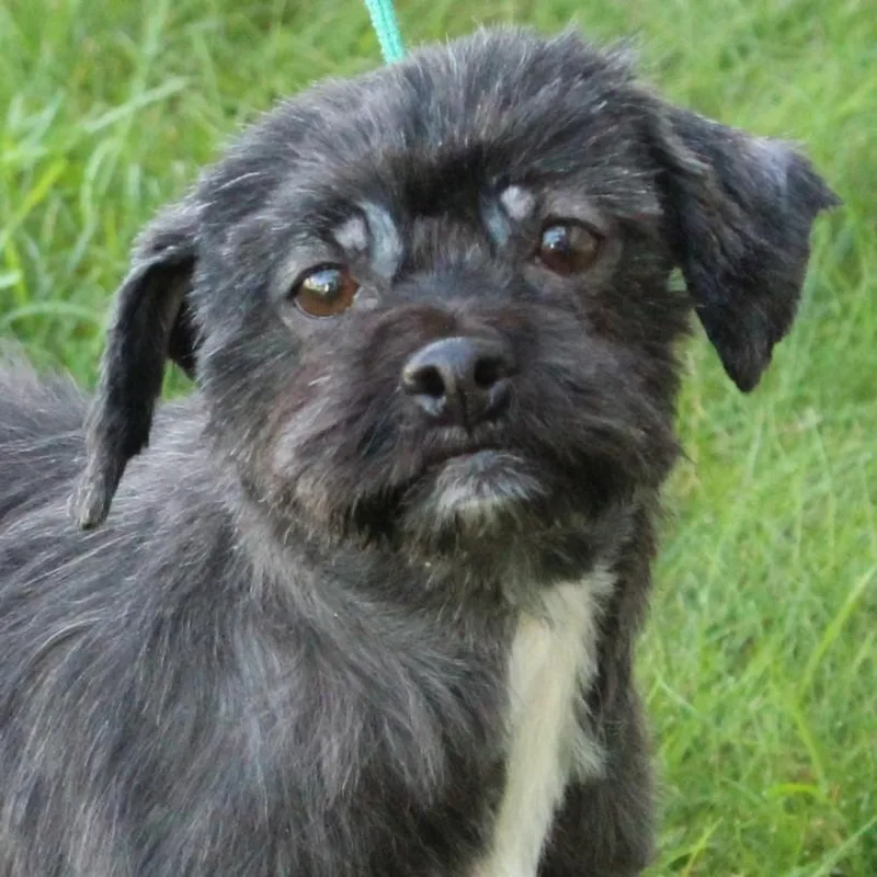An adult small-sized female Gray / Blue / Silver Shih Tzu dog named Matilda for adoption in Eaton, OH