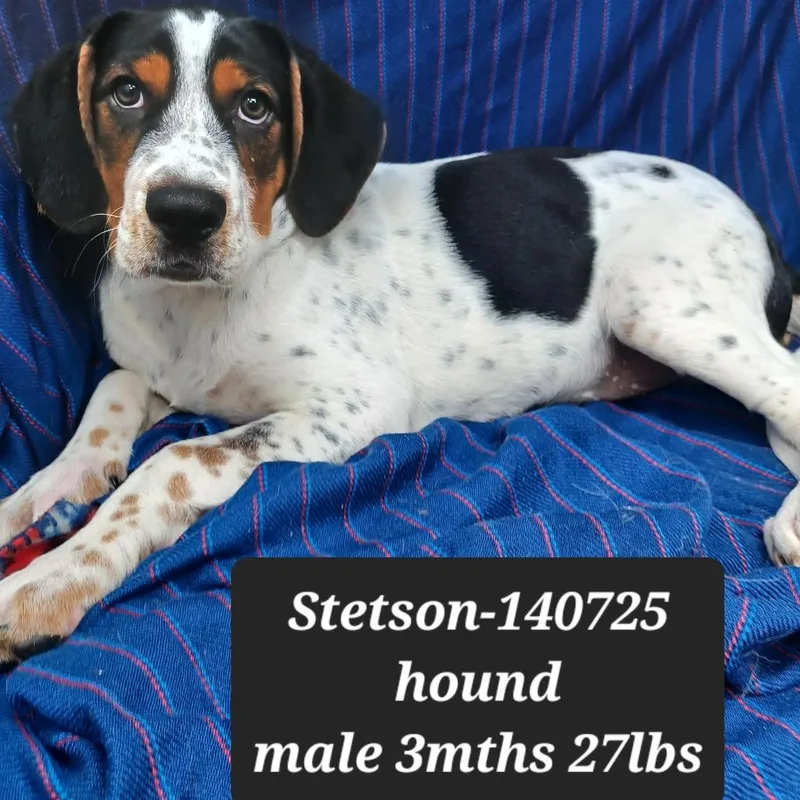 Stetson thumbnail 2
