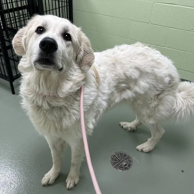 An adult large-sized female White / Cream Great Pyrenees dog named Ivory for adoption in Lyndhurst, VA