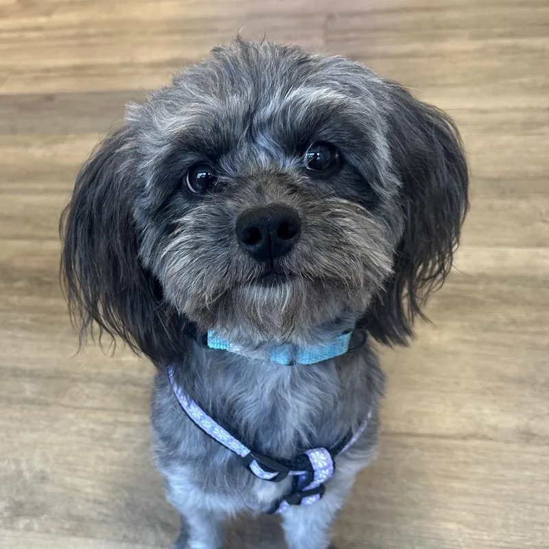 An adult small-sized female Gray / Blue / Silver Mixed Breed dog named Zoey for adoption in New York, NY