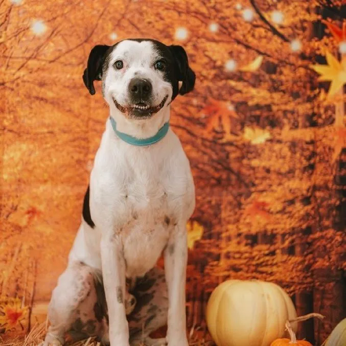 An adult large-sized male White / Cream Pit Bull Terrier dog named Chance for adoption in Newberg, OR