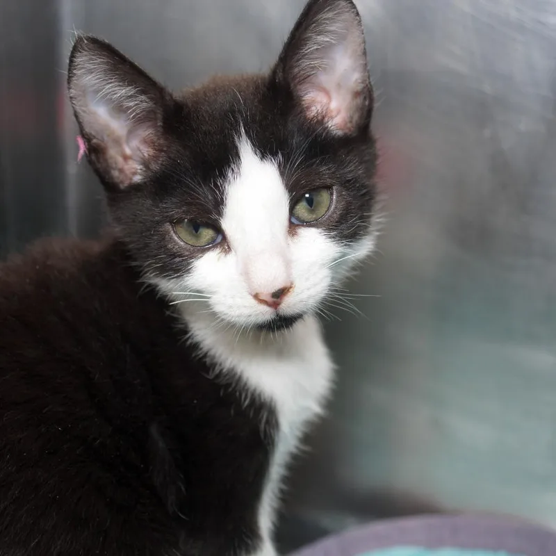 An adult medium-sized female Black Domestic Short Hair cat named Lilly Mae for adoption in West Palm Beach, FL