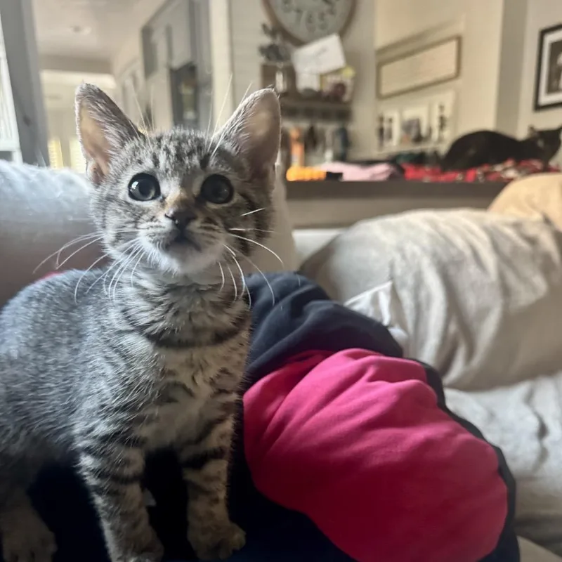 A baby small-sized female Brown / Chocolate Domestic Short Hair cat named Joey Chino Hills for adoption in Chino Hills, CA