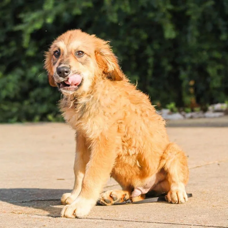 A baby large-sized male Mixed Breed dog named Woody for adoption in Groveland, MA