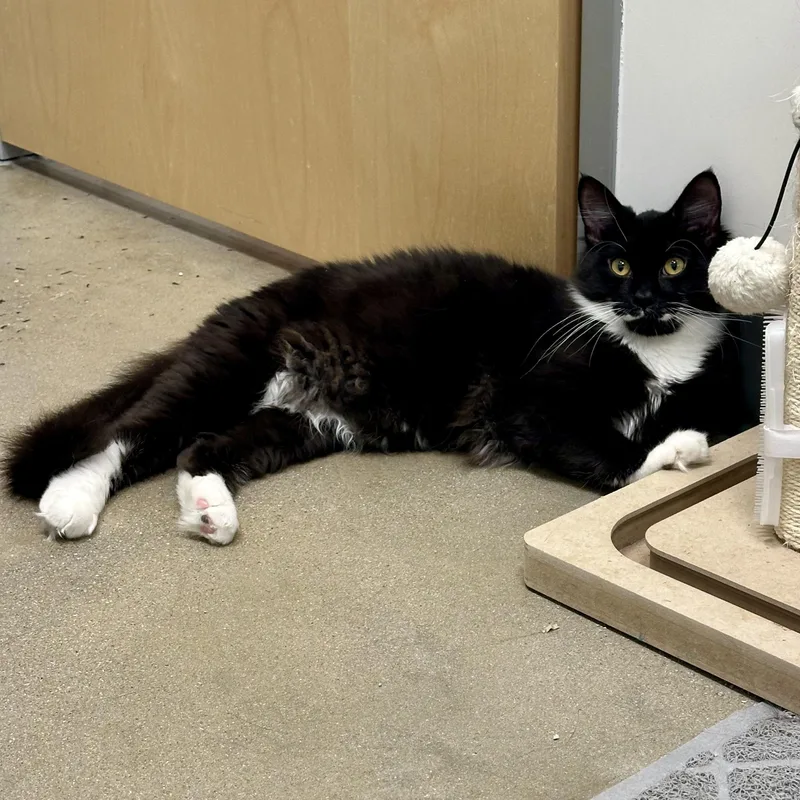 A baby medium-sized male Black & White / Tuxedo Domestic Medium Hair cat named Prince Cookie for adoption in Richmond, VA