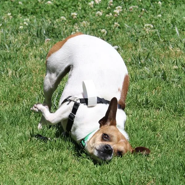 An adult small-sized male Chihuahua dog named Melville for adoption in Dublin, CA