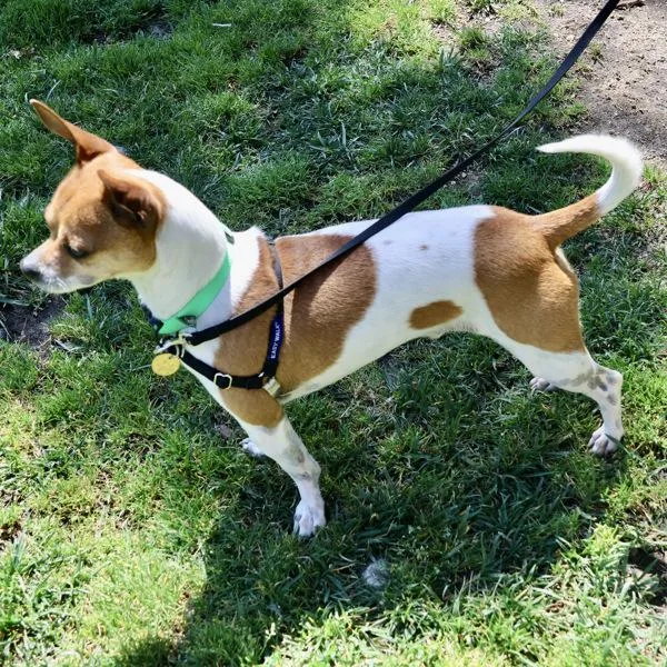 Melville thumbnail 2