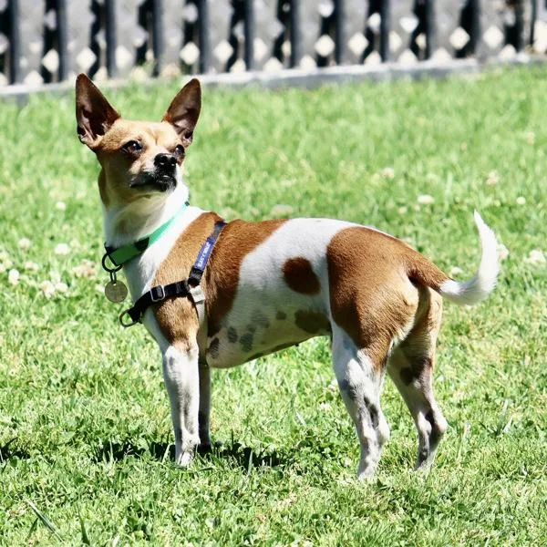 Melville thumbnail 3