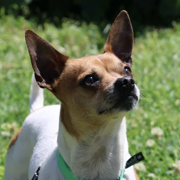 Melville thumbnail 4