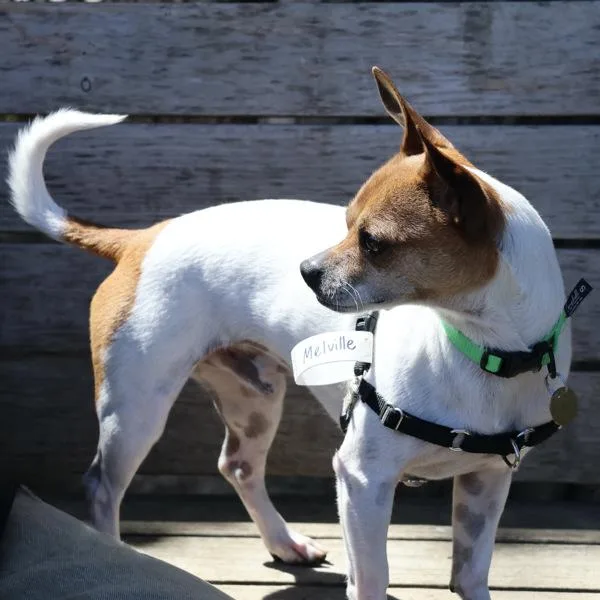 Melville thumbnail 5