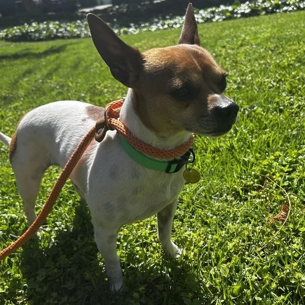 Melville thumbnail 6