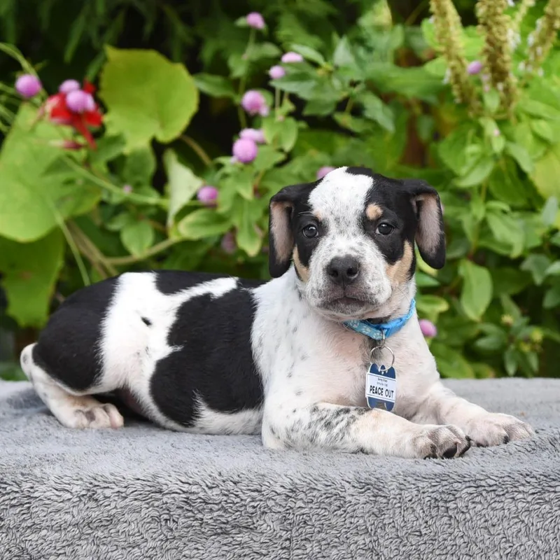 A baby small-sized male Pit Bull Terrier dog named Peace Out for adoption in Wake Forest, NC