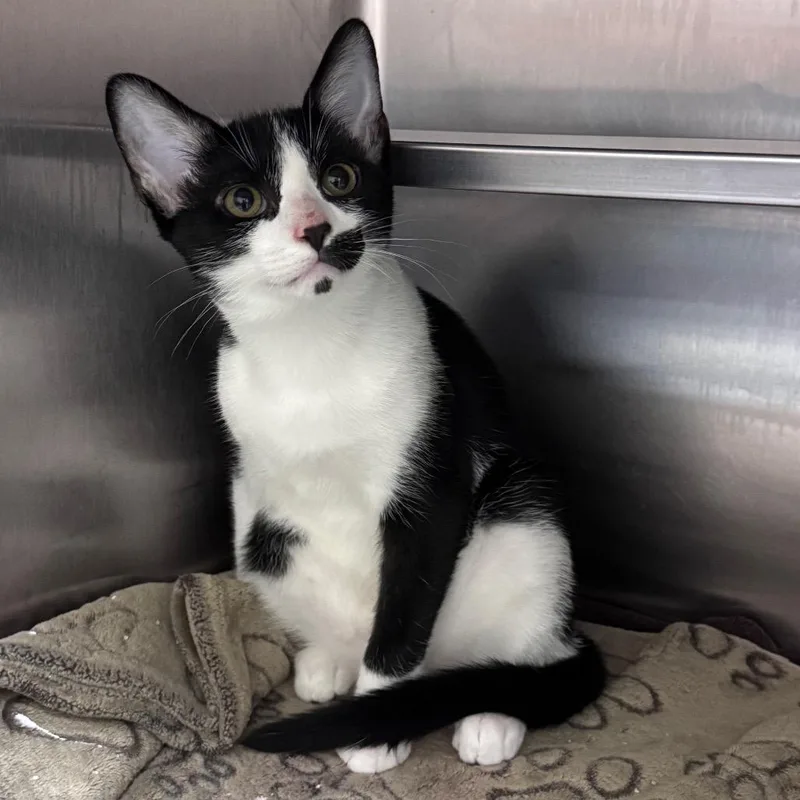 A baby medium-sized male White Domestic Short Hair cat named HoneyCrisp for adoption in Middleburg, FL
