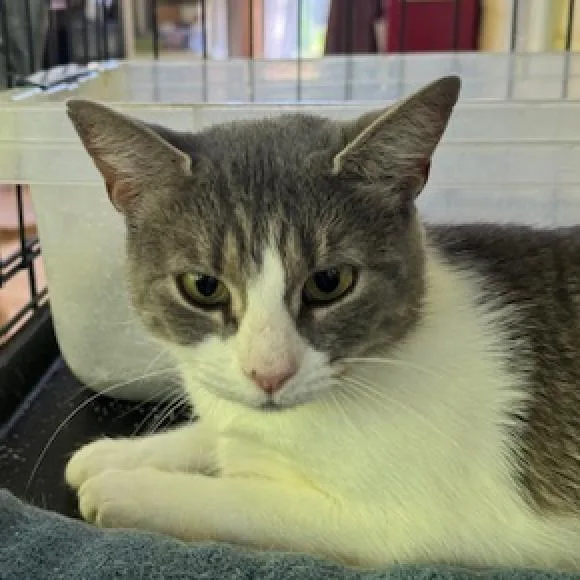 An adult small-sized female Gray / Blue / Silver Domestic Short Hair cat named Mouse Mccracken for adoption in Merrifield, VA