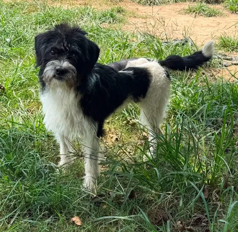 Nova