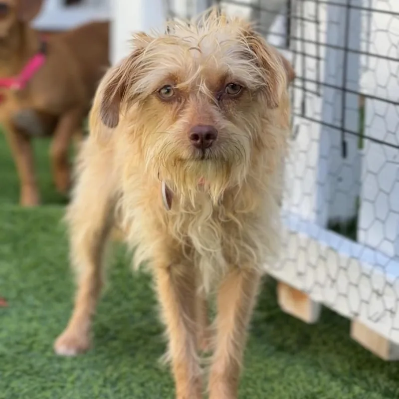 A young small-sized female Brown / Chocolate Terrier dog named Rory A for adoption in Mission Hills, CA