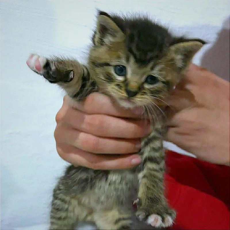 A baby small-sized male Brown / Chocolate Domestic Short Hair cat named Cobain for adoption in Hannibal, MO