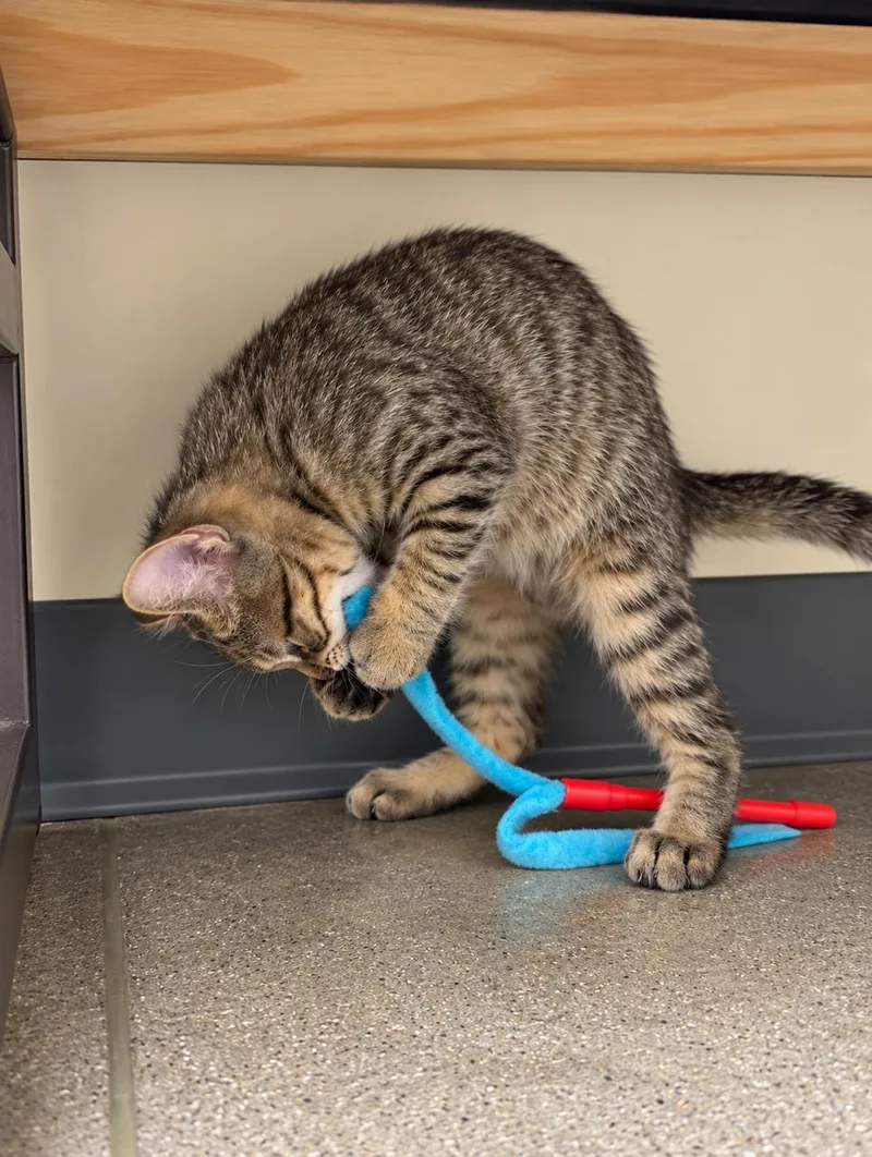 A young medium-sized female Brown / Chocolate Tabby cat named Amber for adoption in Los Angeles, CA