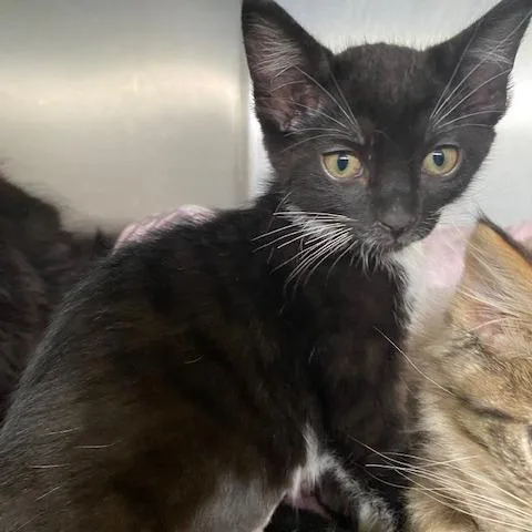 A baby small-sized female Black Domestic Short Hair cat named Missy for adoption in Dayton, OH
