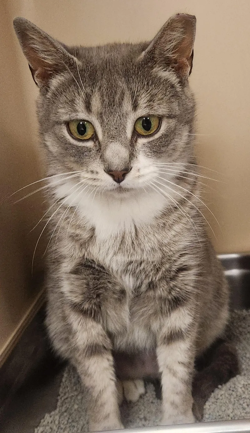A young medium-sized female Tabby (Gray / Blue / Silver) Domestic Short Hair cat named Bridget for adoption in Clayton, NJ