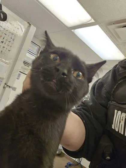 An adult small-sized male Domestic Short Hair cat named Aldridge for adoption in South Bend, IN