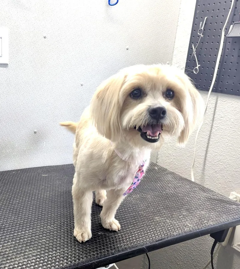 An adult small-sized male Yellow / Tan / Blond / Fawn Lhasa Apso dog named Baxter the Lhasa ApsoX for adoption in Lockhart, TX